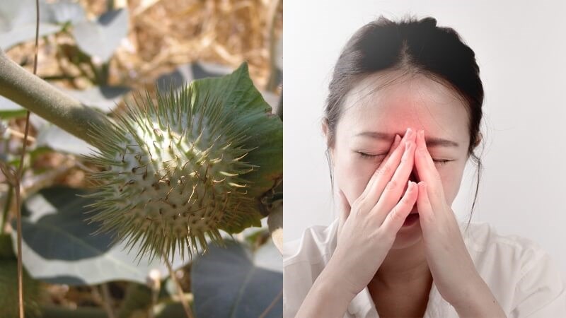 Lá cà độc dược giúp giảm triệu chứng của viêm xoang
