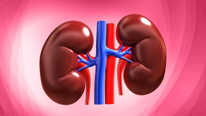 Lá hương nhu có thể kiểm soát các tổn thương thận do gentamicin gây ra