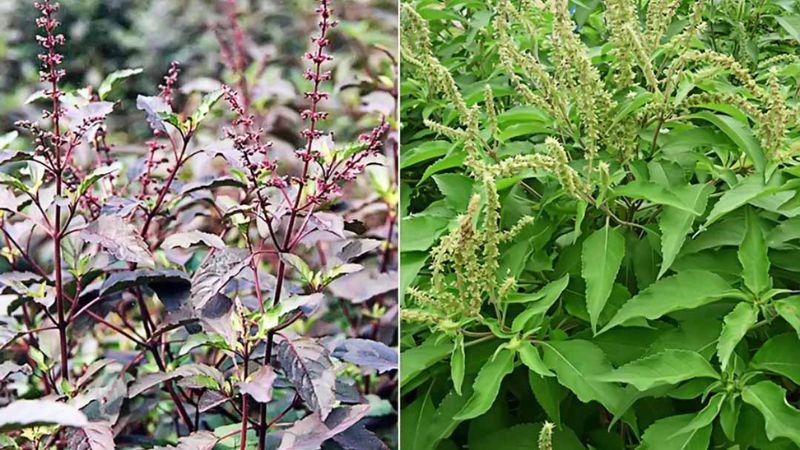 Ở Việt Nam phổ biến 2 loại hương nhu trắng và hương nhu tía