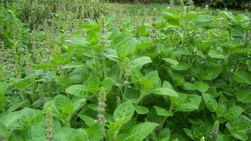 Tinh dầu hương nhu có thành phần chính là eugenol