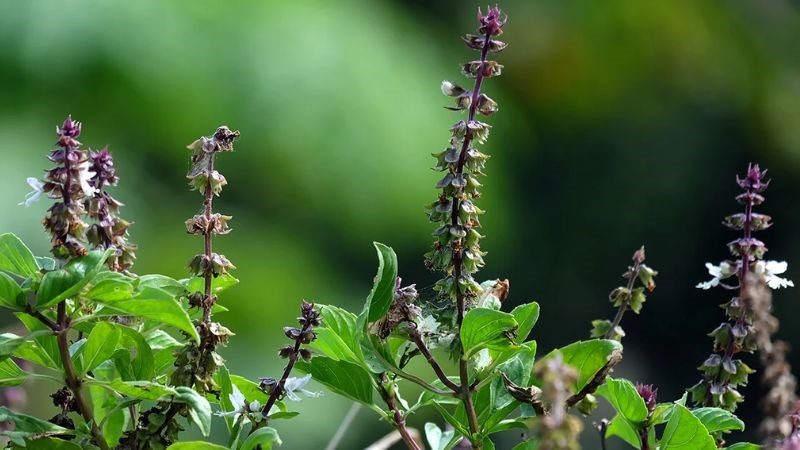 Bộ phận được dùng làm dược liệu của hương nhu là cành có hoa
