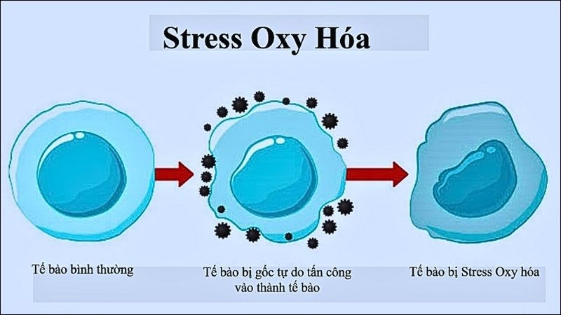 Hương nhu chứa nhiều thành phần hóa học có vai trò chống oxy hóa tế bào