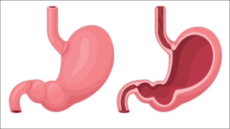 Hương nhu có thể giúp bảo vệ lớp niêm mạc dạ dày khỏi các tổn thương