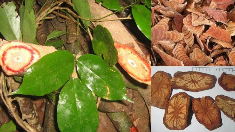 Cây kê huyết đằng là một loại cây dây leo có thân gỗ
