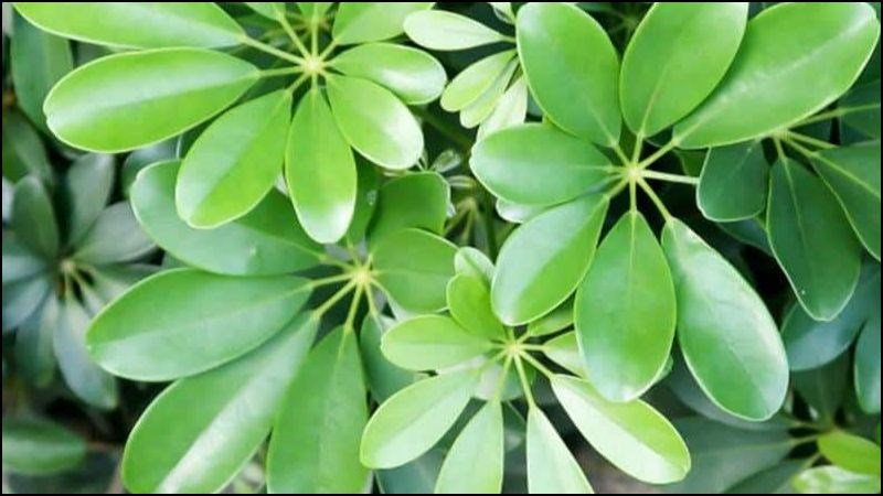 Cây ngũ gia bì là một loại cây thuốc nam quý