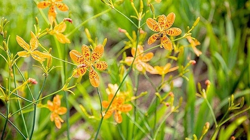 Cây rẻ quạt có lá mảnh, rộng từ 1-3cm và có thể dài đến 25cm