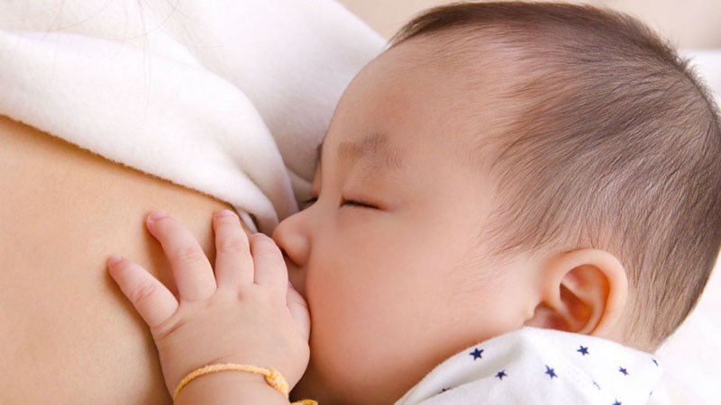 Rẻ quạt có thể giúp thông sữa, tăng tiết sữa