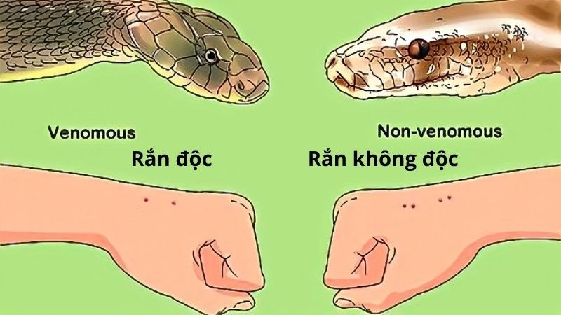 Rẻ quạt có thể giúp chữa vết thương do rắn cắn