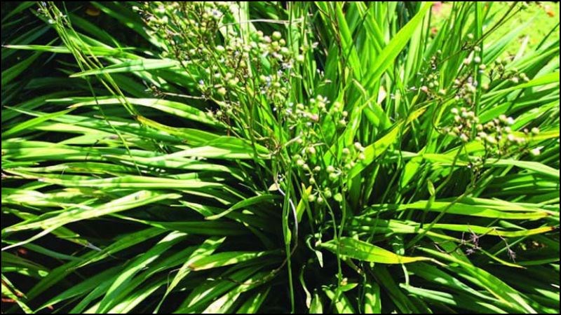 Tránh nhầm lẫn rẻ quạt với hương bài vì có thể gây ra hậu quả nghiêm trọng