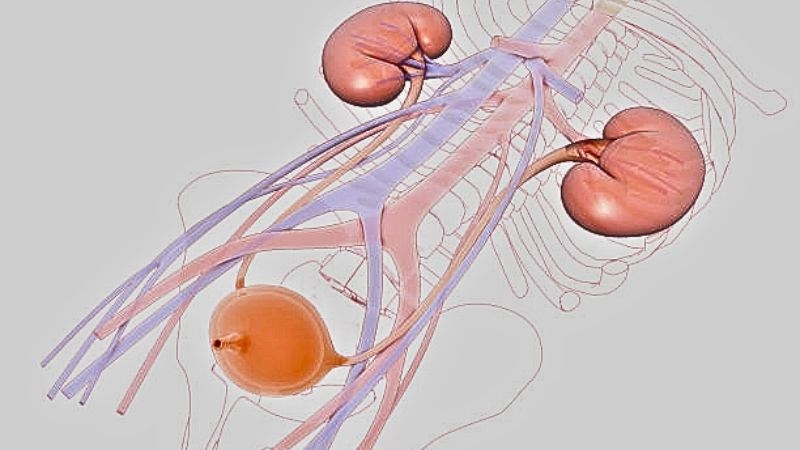 Đặc tính chống viêm của chôm chôm sẽ giúp tránh các bệnh nhiễm trùng đường tiết niệu