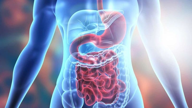Chôm chôm có hàm lượng chất xơ cao giúp tăng tốc độ vận chuyển thức ăn qua ruột