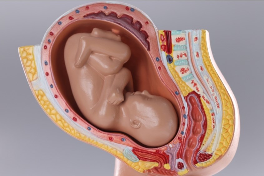 Khi đầu của thai nhi di chuyển xuống, cổ tử cung sẽ dần mở ra (Ảnh: Canva)