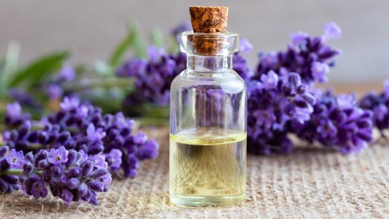 Tinh dầu oải hương hỗ trợ làm dịu chứng viêm do răng khôn