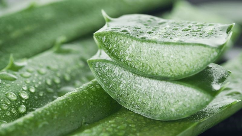 Thoa gel lô hội giúp giảm đau quanh khu vực răng khôn