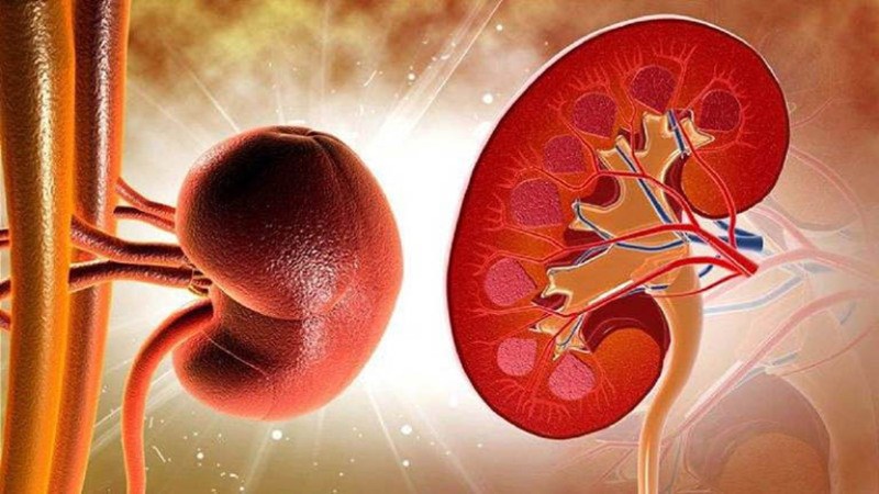 Bệnh thận có thể gây ra triệu chứng thường gặp là tiểu ra máu