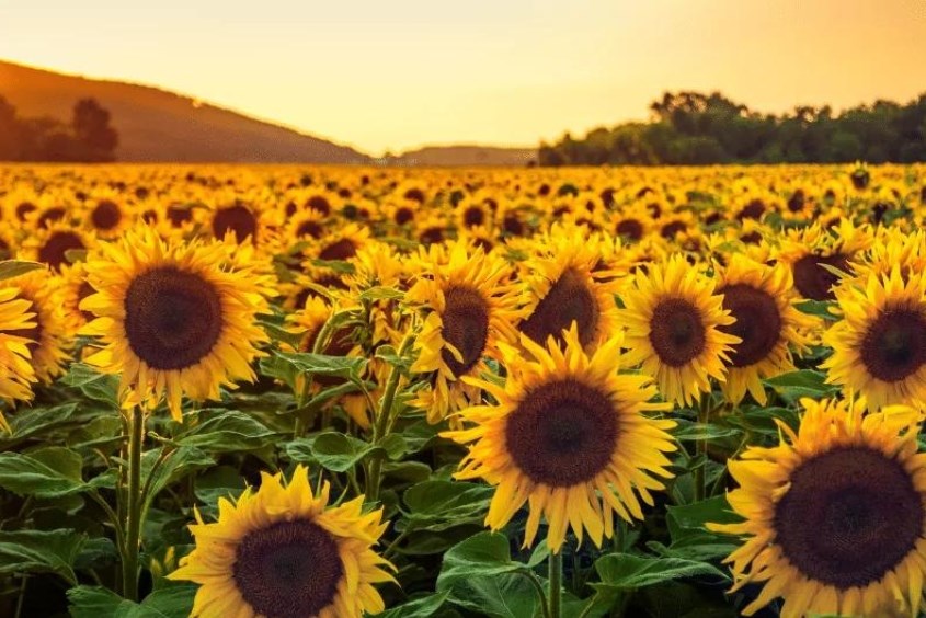 Dùng hoa Hướng Dương để cắm hoa 20/11 