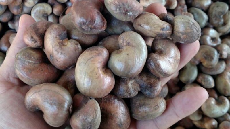 Chọn những hạt điều có màu sáng và không có mùi khó chịu, tránh mua hạt điều màu nhợt hoặc bị ôi