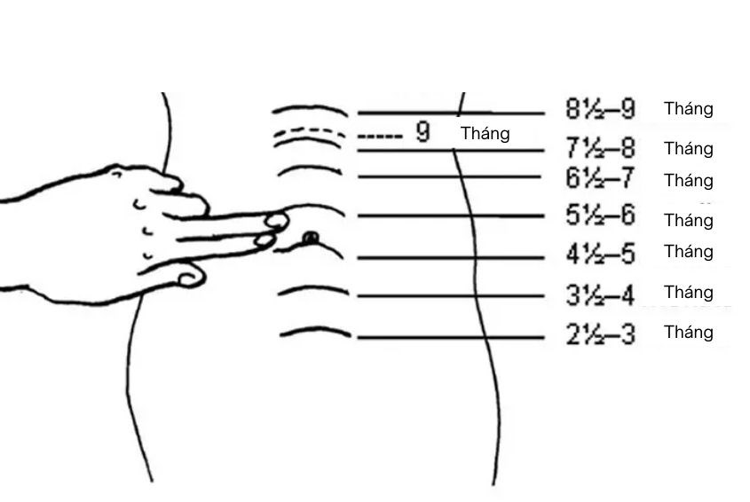 Ảnh: Sưu tầm Ảnh: Sưu tầm
