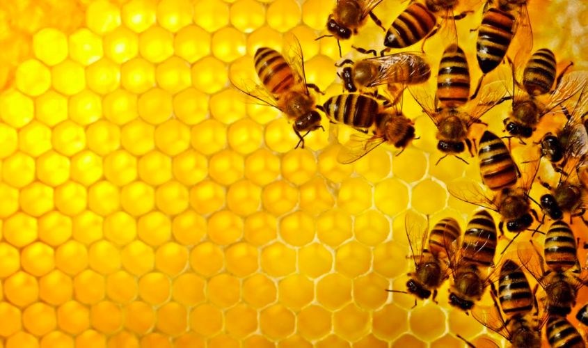 Keo ong là một hỗn hợp nhựa phức tạp gồm nhiều thành phần khác nhau