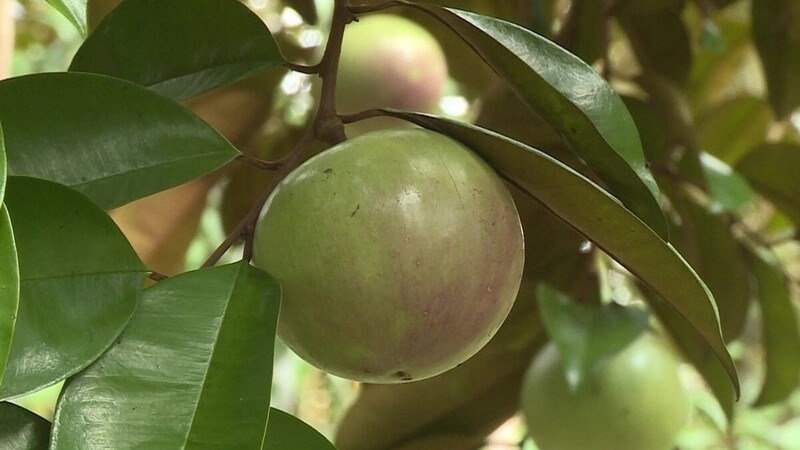 Quả v&uacute; sữa khi ch&iacute;n sẽ c&oacute; m&agrave;u đỏ t&iacute;m, vỏ nhẵn, thịt c&oacute; m&agrave;u trắng như sữa