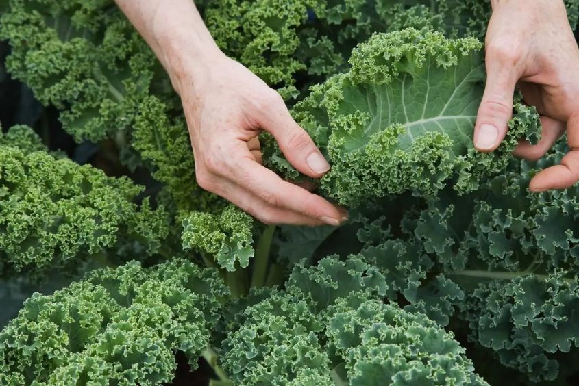 Chi tiết về các loại rau tốt cho bà bầu