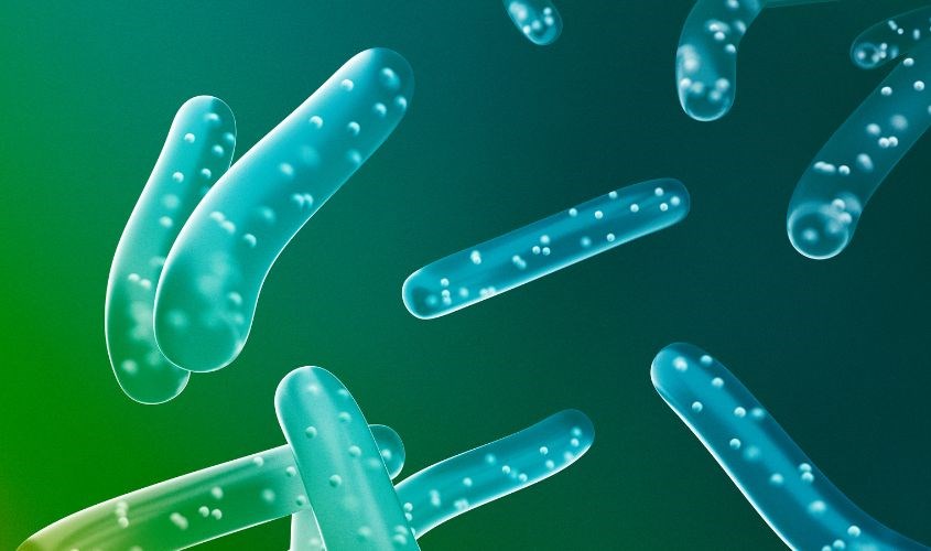 Lợi khuẩn BB-12 thường gặp trong các loại sữa chua, phô mai, hoặc chuối