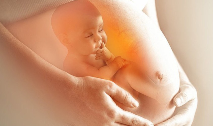 Dầu oliu tốt cho sự phát triển ban đầu của hệ thần kinh phôi thai