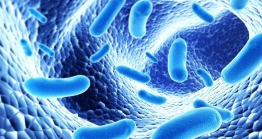 Men vi sinh (hay Probiotics) là sản phẩm có chứa vi sinh vật sống