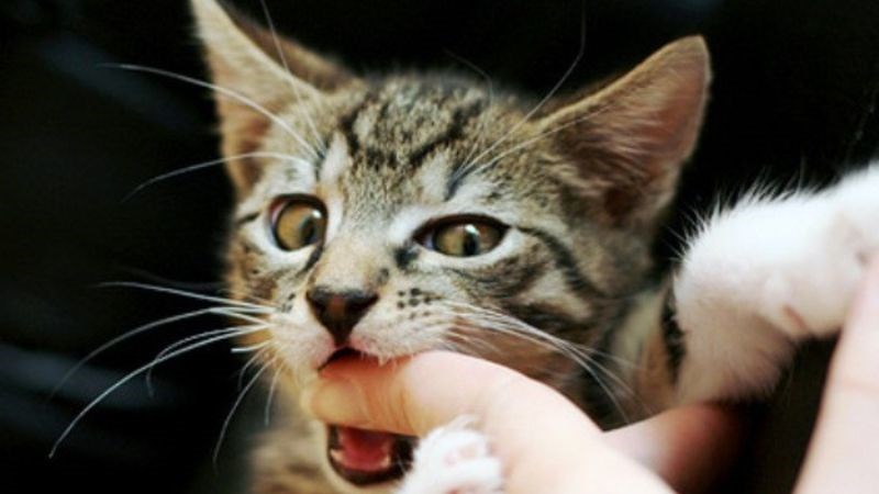 Chó mèo là nguồn lây chính của bệnh dại đối với con người