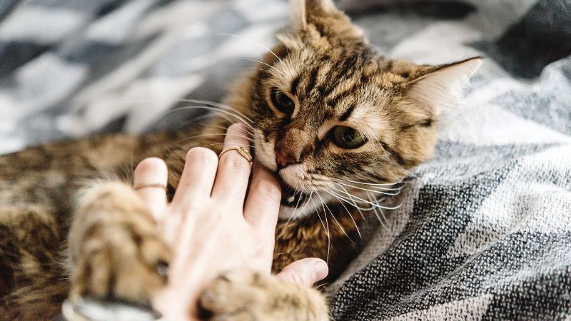 Bạn sẽ có nguy cơ bị dại nếu bị mèo có nhiễm virus cắn chảy máu