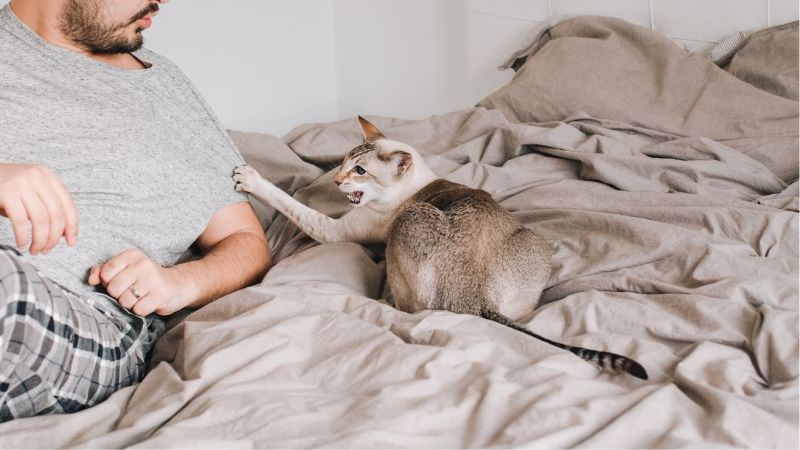Khi bị mèo cào vẫn nên theo dõi nguy cơ mắc bệnh dại