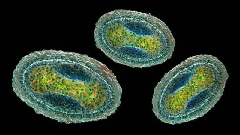 Vi-rút Molluscum contagiosum có thể gây mụn ở tinh hoàn Vi-rút Molluscum contagiosum có thể gây mụn ở tinh hoàn