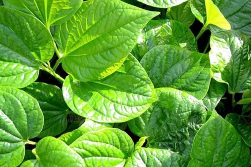 Lá lốt là một trong những loại thực phẩm có thể làm mất sữa mẹ sau sinh Lá lốt là một trong những loại thực phẩm làm mất sữa mẹ sau sinh