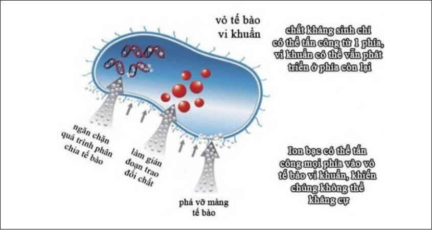 Tác động của Bạc lên vi khuẩn