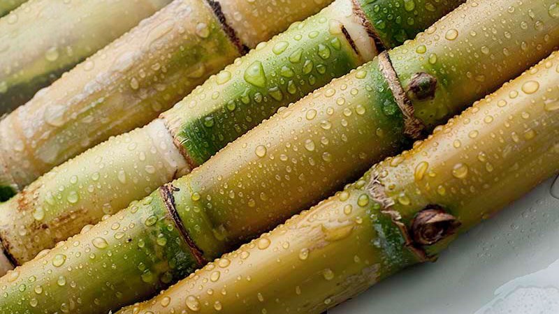 Nước mía cung cấp một lượng đường lớn giúp bù đắp những năng lượng đã mất