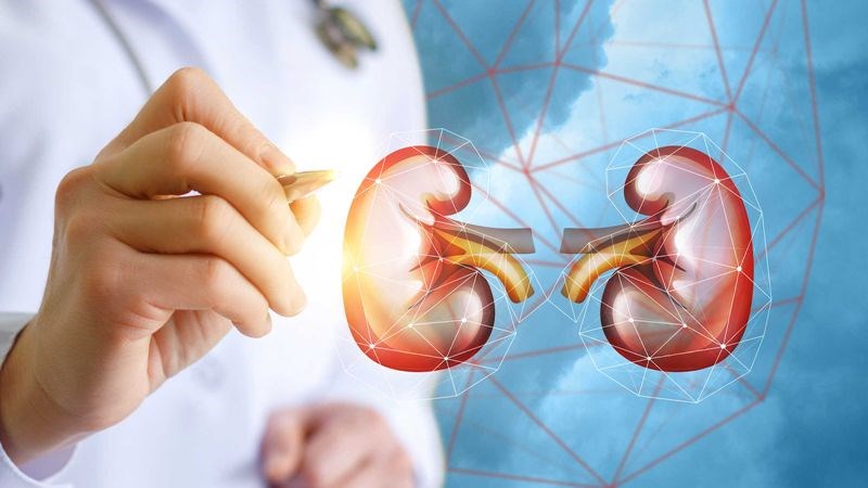 Mía giúp tăng cường protein trong cơ thể, hỗ trợ duy trì chức năng thận