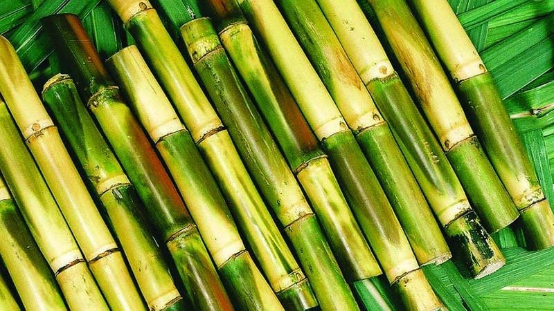 Nước mía có công dụng hỗ trợ điều trị bệnh nhiễm trùng đường tiết niệu