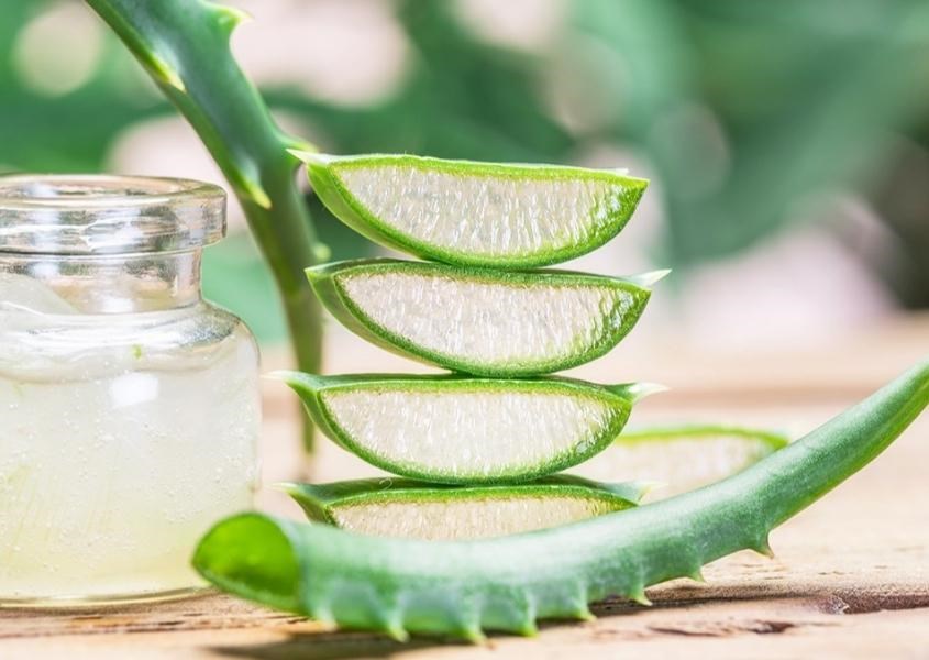 Nha đam mang đến hiệu quả vô cùng tuyệt vời trong việc trị nứt đầu ti