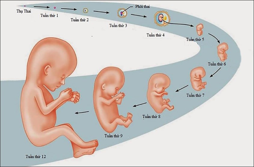 Chia Sẻ Từ Chuyên Gia: Nhịp Tim Và Giới Tính, Có Mối Liên Hệ?