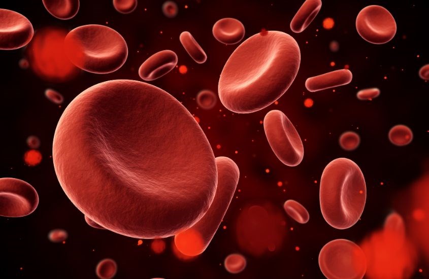 Sắt giúp cấu tạo hồng cầu và vận chuyển oxy nuôi cơ thể Sắt giúp cấu tạo hồng cầu và vận chuyển oxy nuôi cơ thể