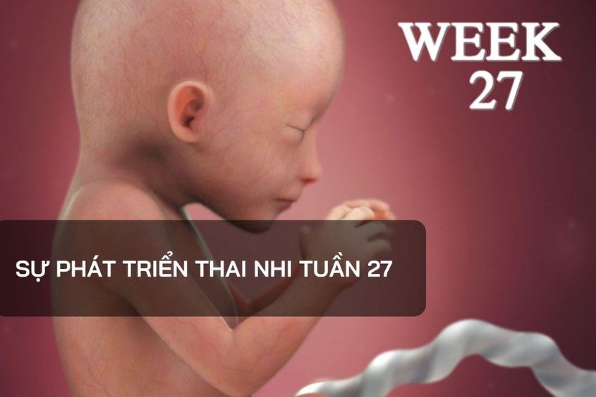 Ở tuần 27, thai nhi phát triển mạnh về tai và mắt Ở tuần 27, thai nhi phát triển mạnh về tai và mắt