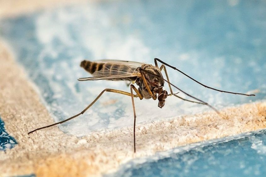 Tác nhân gây bệnh viêm não Nhật Bản