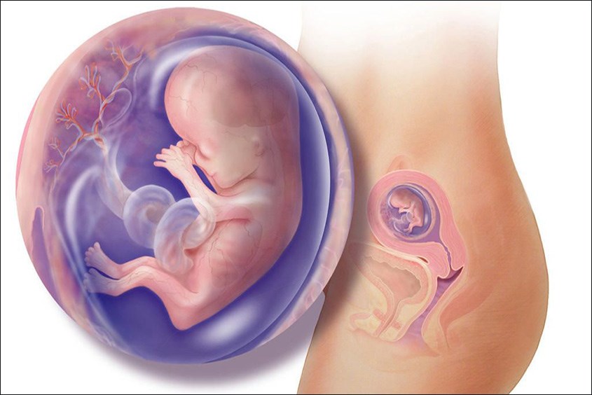 Sự phát triển của thai nhi ở tuần thứ 26 thai nhi 26 tuần phát triển như thế nào