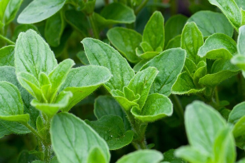 Lá oregano là một trong những loại thực phẩm làm mất sữa mẹ sau sinh. Lá oregano là một trong những loại thực phẩm làm mất sữa mẹ sau sinh.