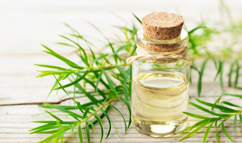 Tinh dầu tràm được triết xuất từ một số bộ phận của cây tràm trà