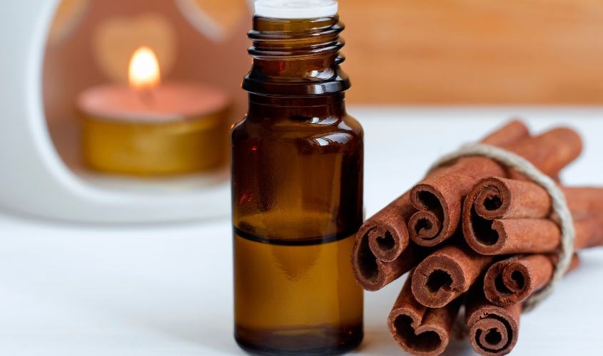 Tinh dầu xá xị được chiết xuất từ cây xá xị