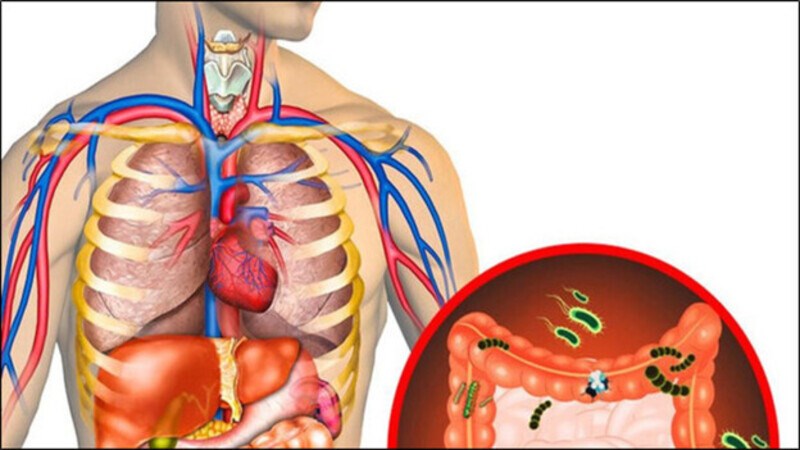 Trà hoa hồng giúp tăng quá trình thải độc tố ra khỏi cơ thể