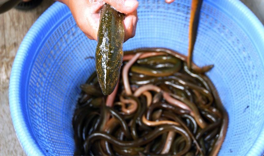 Lươn là thực phẩm có tính lạnh nhưng hàm lượng dinh dưỡng rất cao