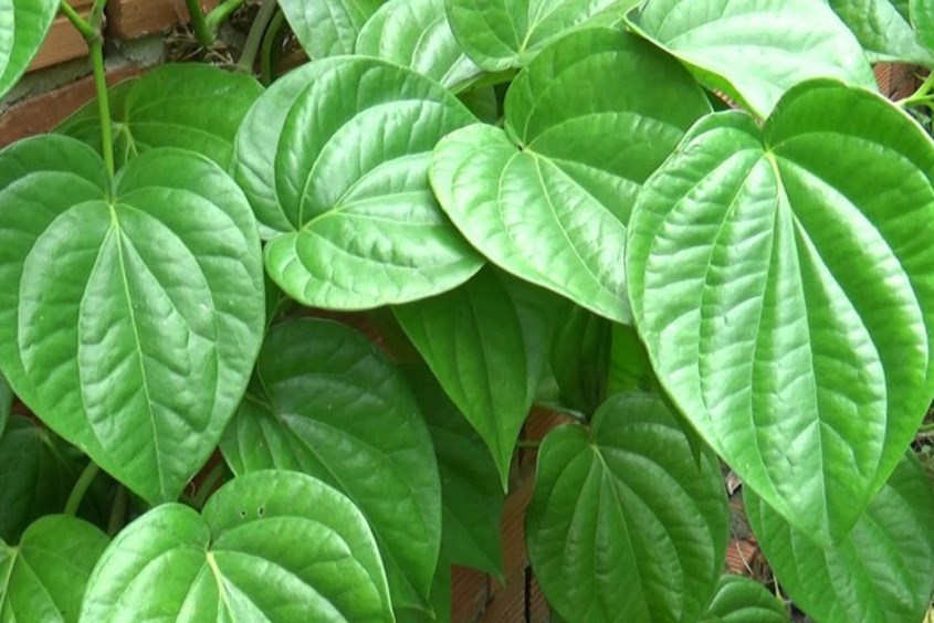 Trẻ bị sún răng có thể dùng nước lá trầu không để chữa trị