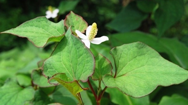 L&aacute; diếp c&aacute; c&oacute; t&iacute;nh kh&aacute;ng khuẩn v&agrave; chống vi&ecirc;m, ph&ugrave; hợp để tắm cho trẻ bị tay ch&acirc;n miệng